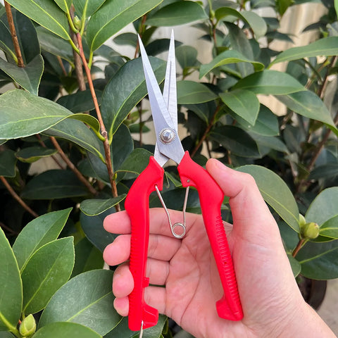 Garden Pruning Shears Potted Branches Scissors Fruit Picking Small Scissors Household Hand Tools Orchard Farm Gardening Tools