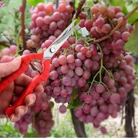 Garden Pruning Shears Potted Branches Scissors Fruit Picking Small Scissors Household Hand Tools Orchard Farm Gardening Tools