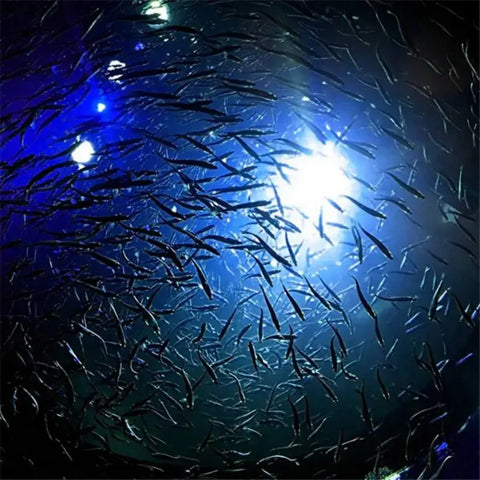 6cm Mini LED Deep Drop Underwater Fishing Light Squid Fish Lure Lights Lamp Flash Fishing Products Outdoor Fishing Accessoy